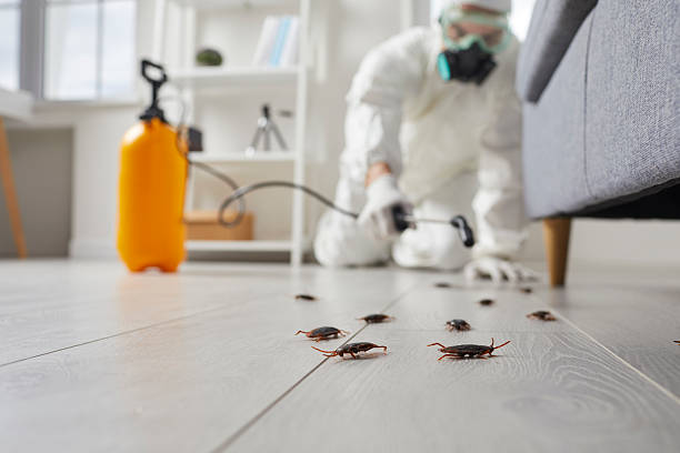 Commercial Kitchen Cockroach Control in Swansea